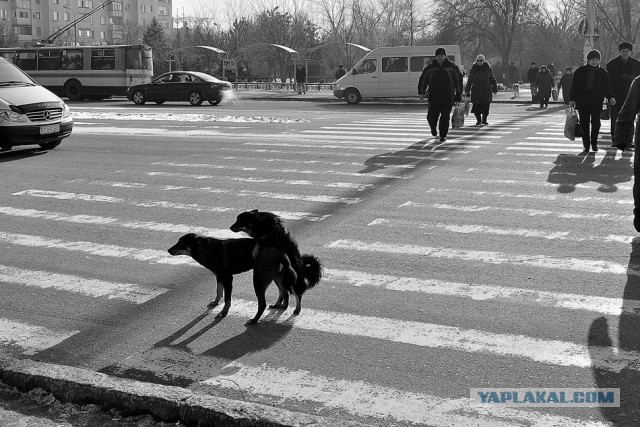 Жесть в питерском дворе (Гарлем Шейк)