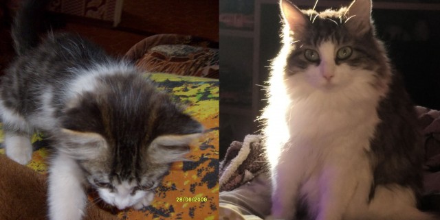 Котовторник продолжается.