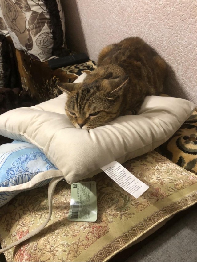 Мухоловка против чёрной вдовы