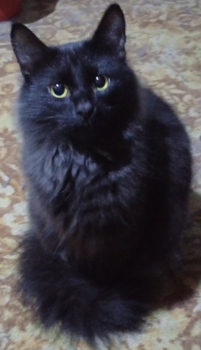 Мавр ждет завтрак