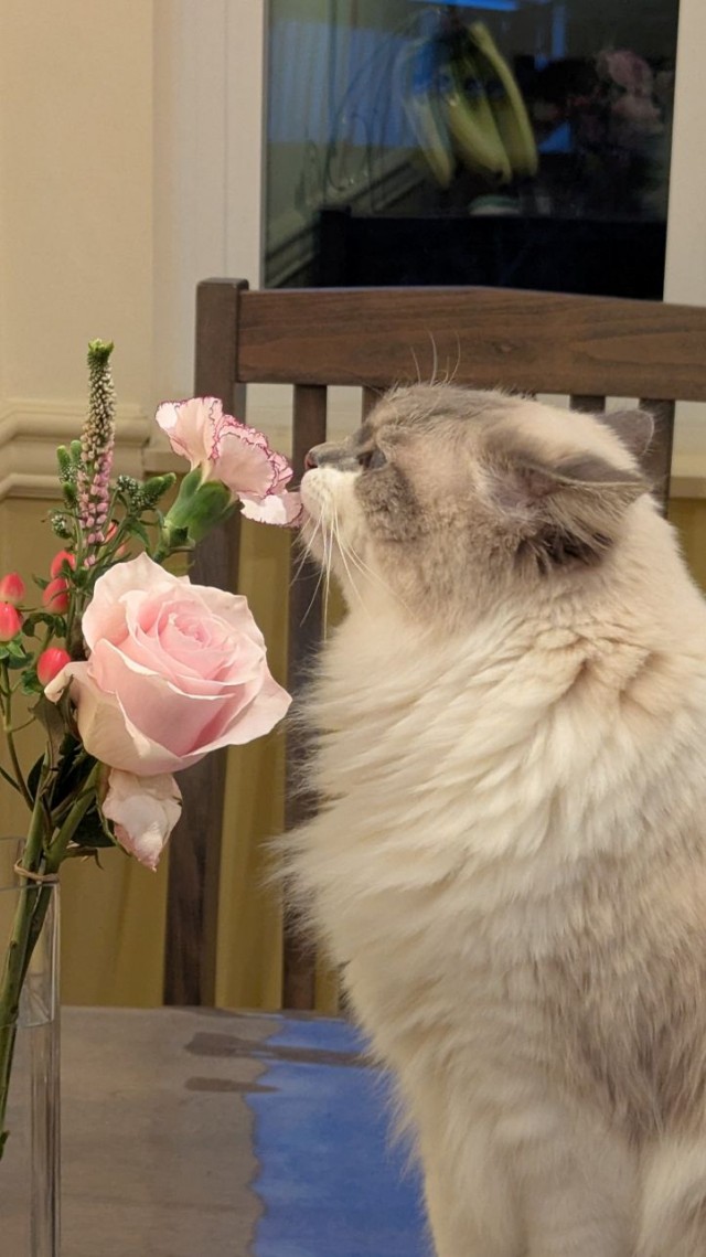 Самые-самые котовторниковые