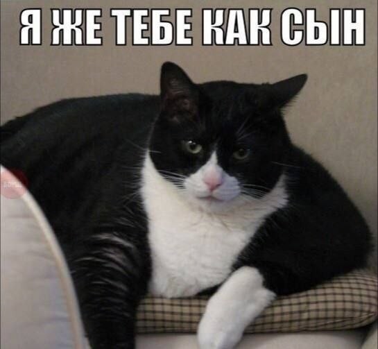 Сходство ДНК человека и кошки составляет 90%, сообщают учёные