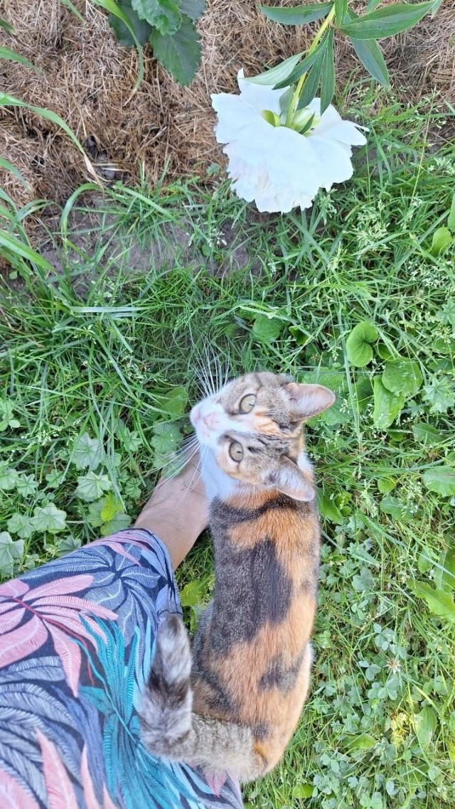 Котское.