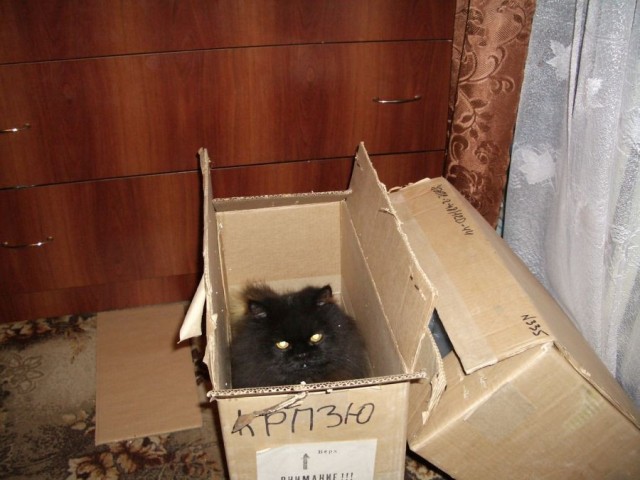 Котовторник