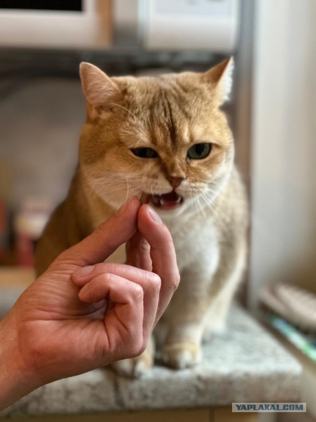 Сегодня только КОТовторник....