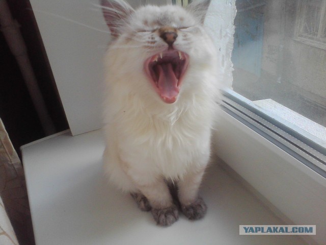Котовторник 03.09.2013