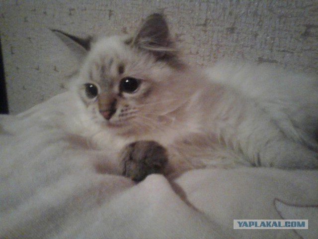 Котовторник 26.11.2013