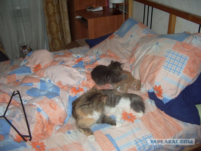 Польза от котов