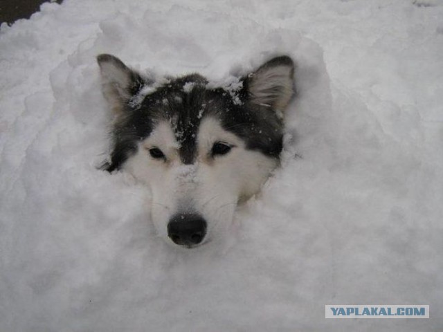Кот Хаски