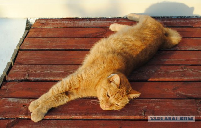Котовторник 20.05.2014