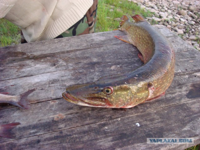 Рыбалка на р. Лена