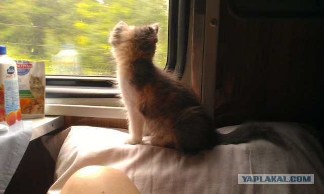 Котовторник  08.07.2014