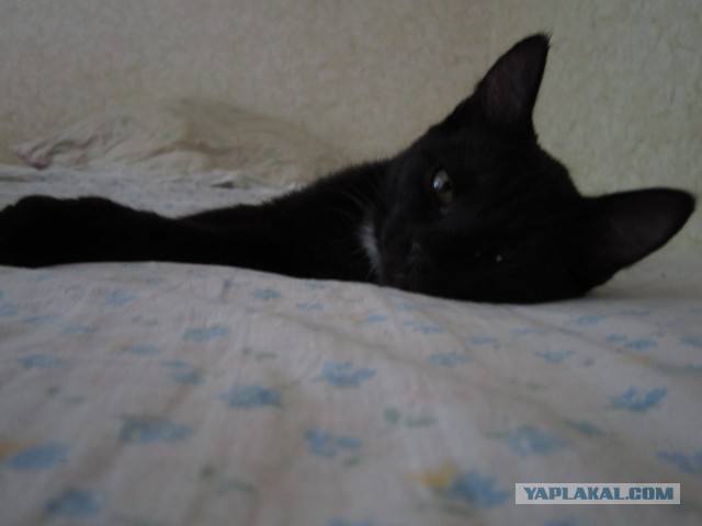 Черный котенок
