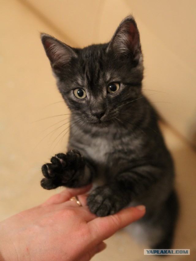 Котовторник 20.01.2015