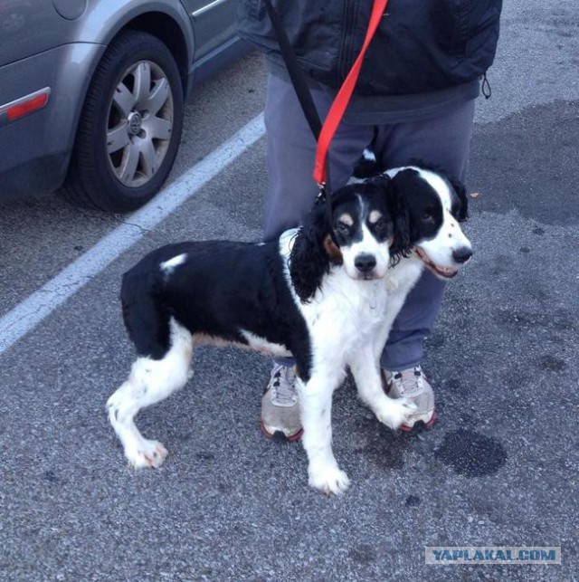 33 фотоиллюзии, которые случились с