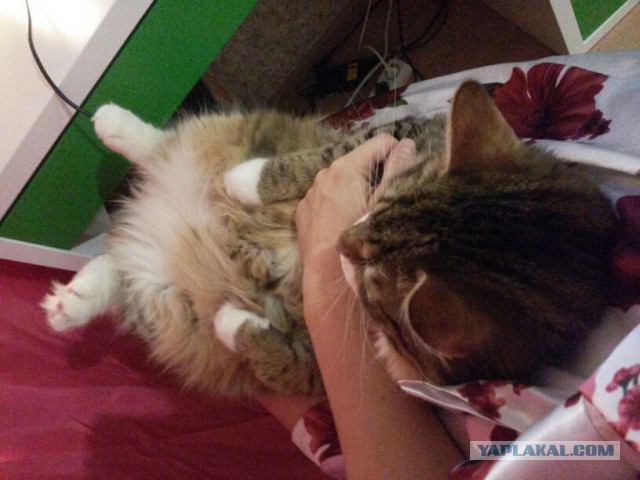 Котовторник