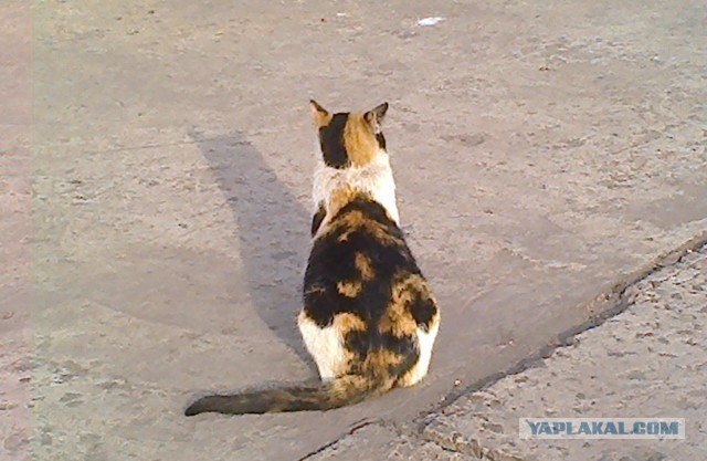 Котовторник 31.03.2015