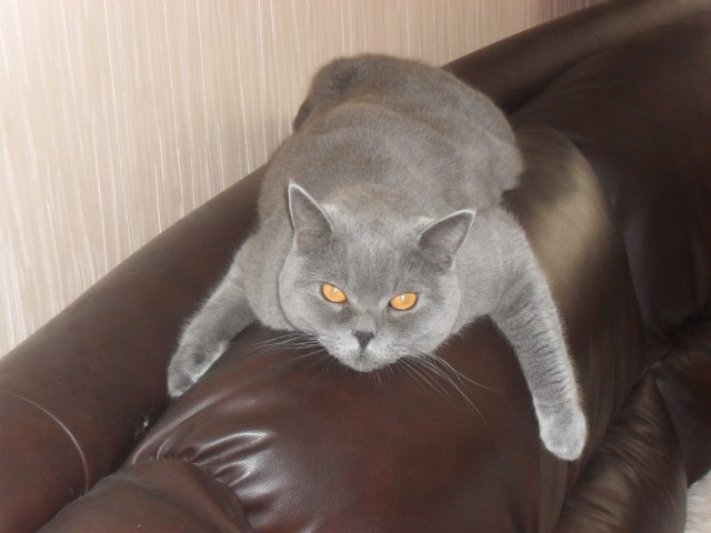 Котовторник 16.06.2015., Котовторник наступил!