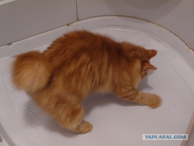 Захотел искупать кота