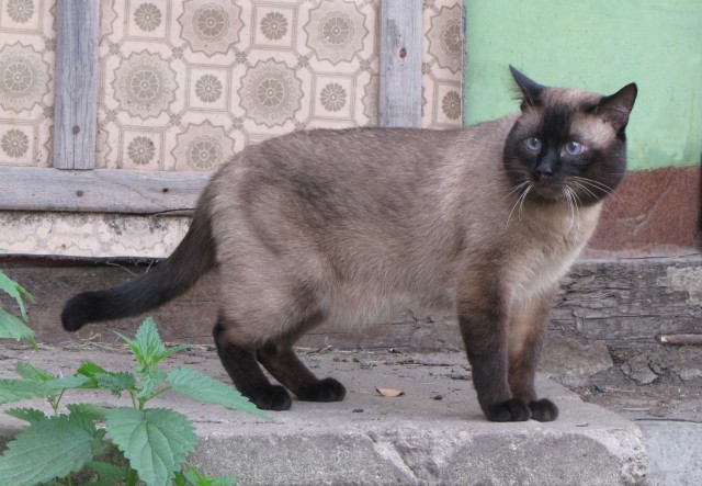 Домашние коты на природе