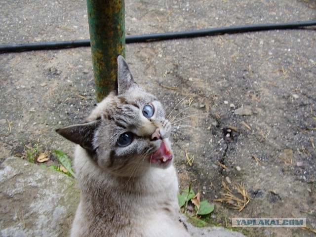 Мой зевающий кот