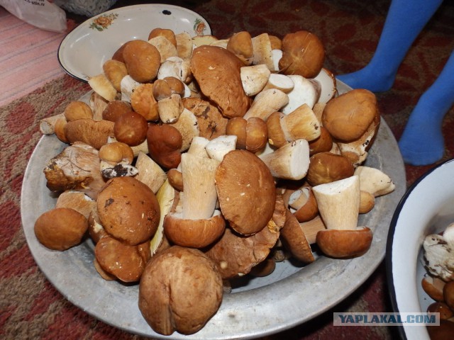 Мой родной сибирский поселок