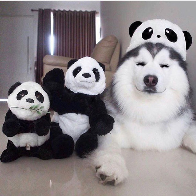 Самые смешные животные