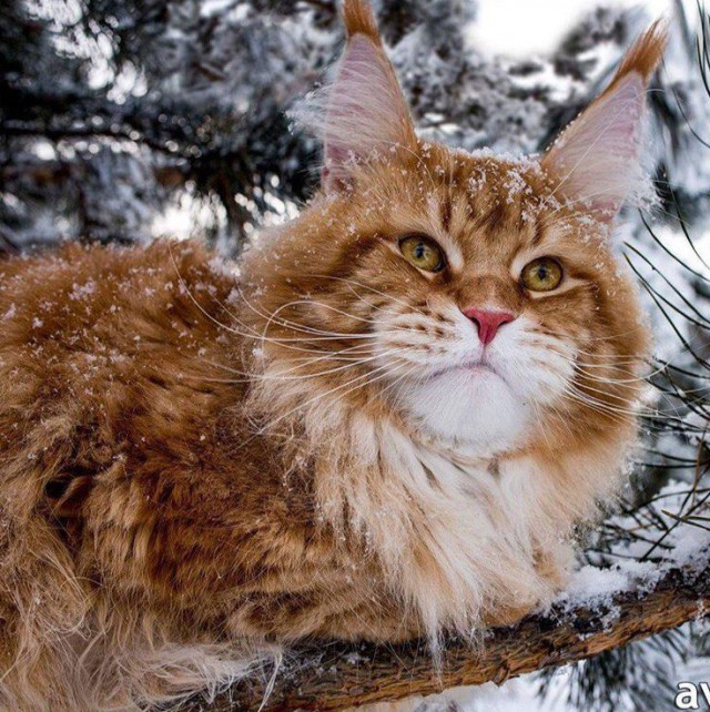 Коты и Кошки