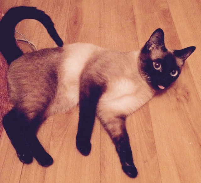Коты и Кошки