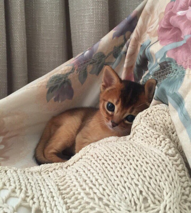 Коты и Кошки