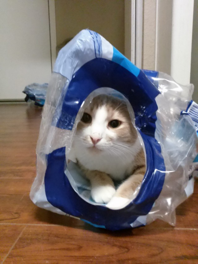 Коты и Кошки