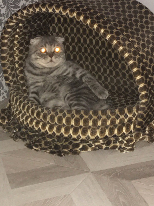 Коты и Кошки