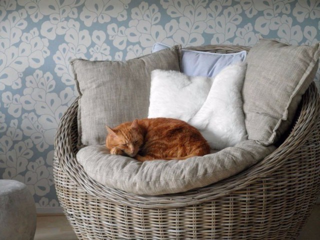 Коты и Кошки