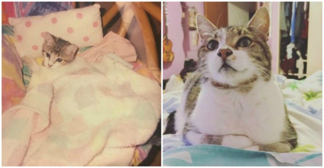 Когда я был котёнком: коты воссоздают свои детские фото