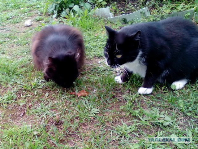 Котовторник 03.10.17.