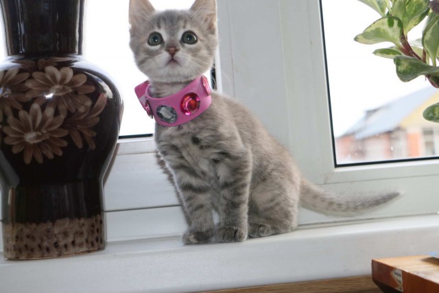Коты и Кошки