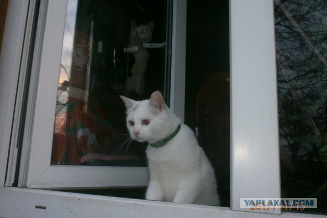 Котовторник  19.12.2017