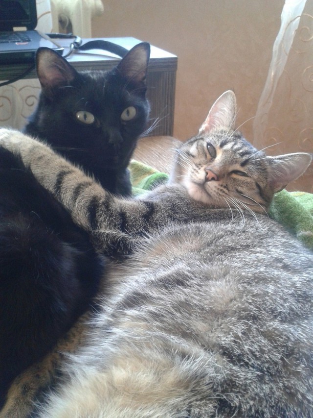 Котовторник 02.01.2018