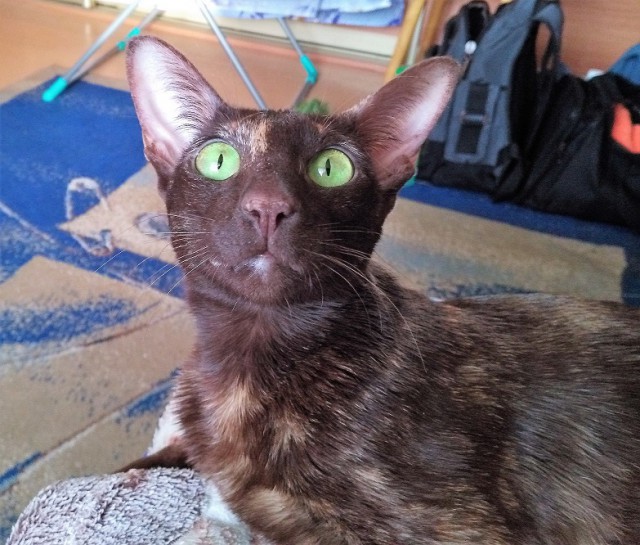 Ушастые кошки