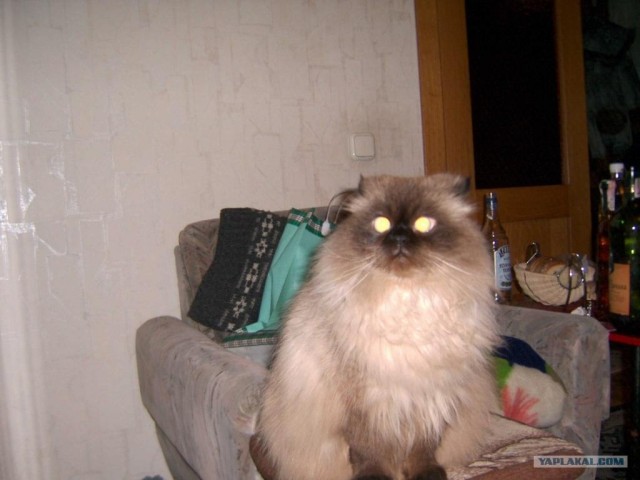 УРРААА ! Котовторник на ЯПлакалъ !