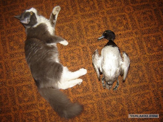 Котовторник на ЯПлакалъ: Кото и кто-то!