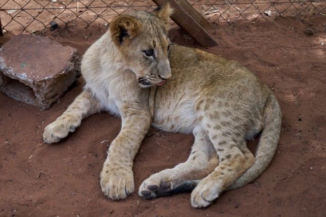 Небольшое путешествие по Южной Африке: ЮАР-Зимбабве-Замбия-Ботсвана