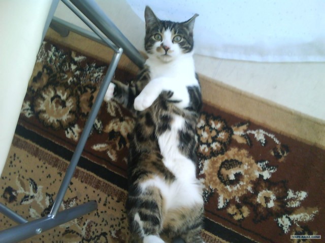 Котовторник!