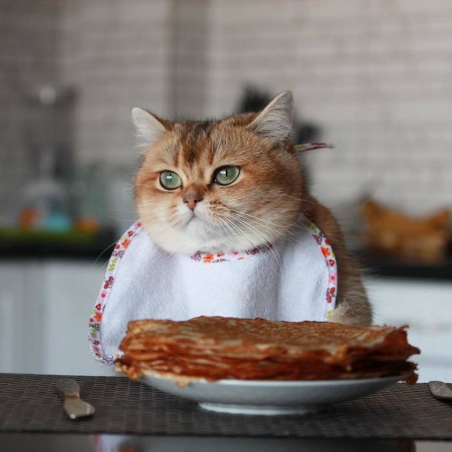 Прикольных котов пост