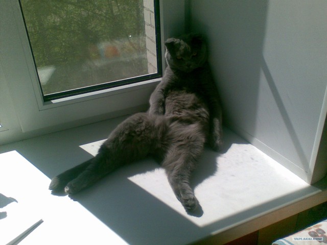 Начинаем котовторник!