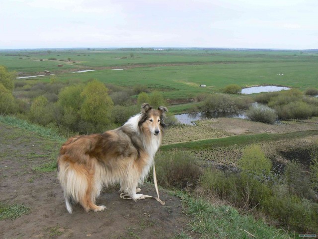 Спасенная собака
