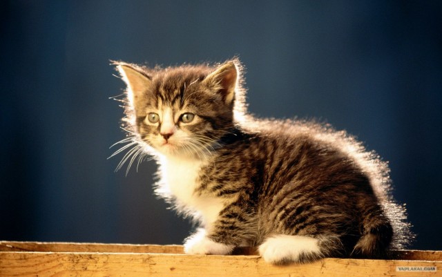 Котовторник объявляется открытым!