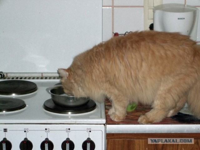 Первый котовторник июля