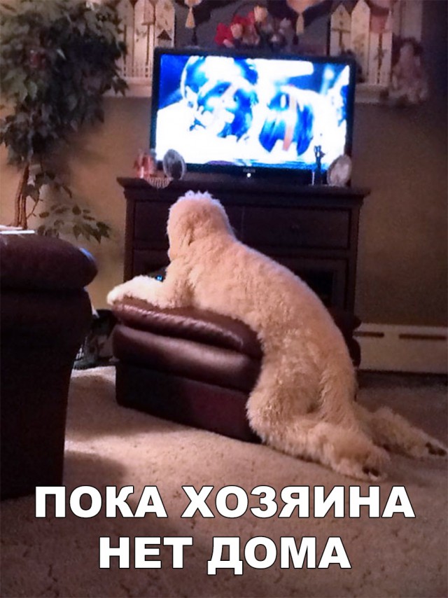 Милые животные. Мимиметр сломался
