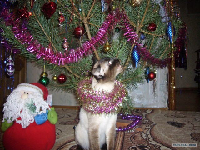 Первый КОТОВТОРНИК 2012